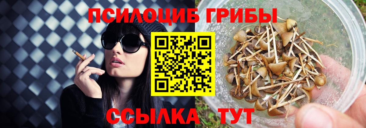 Псилоцибиновые грибы Psilocybe Бирск